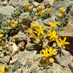 Cruckshanksia macrantha