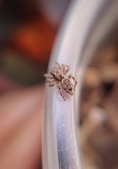 Mexigonus