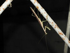 Coptopteryx gayi