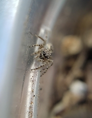 Mexigonus
