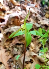 Isotria verticillata