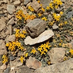 Cruckshanksia macrantha