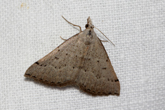 Dichromodes usurpatrix