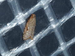 Meritastis piperata