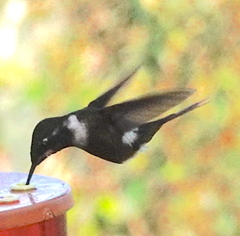 Philodice mitchellii