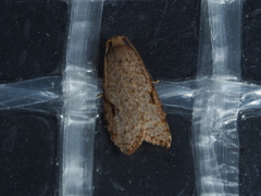 Meritastis piperata