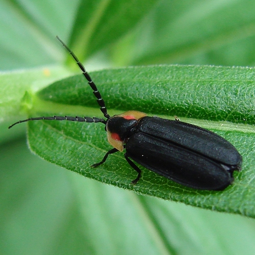 Black Firefly photo 6