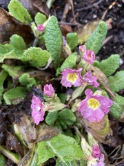 Primula vulgaris