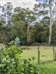 Phonognatha graeffei