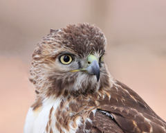 Buteo jamaicensis