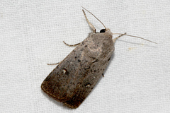 Proteuxoa tibiata