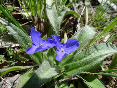 Tradescantia subacaulis