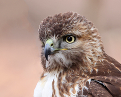 Buteo jamaicensis
