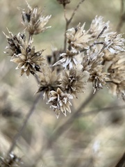 Verbesina occidentalis