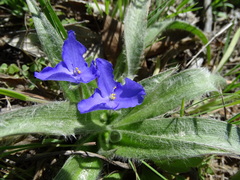 Tradescantia subacaulis