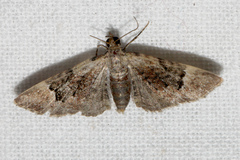 Mnesiloba eupitheciata