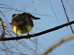 Pitangus sulphuratus