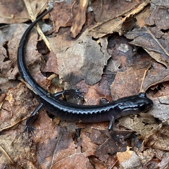 Plethodon metcalfi
