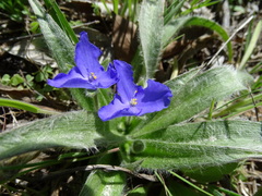 Tradescantia subacaulis