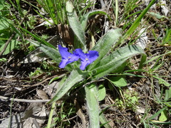 Tradescantia subacaulis