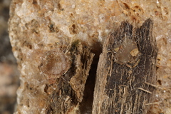 Adelphella babingtonii