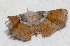 Esthlodora versicolor