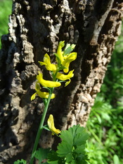 Corydalis micrantha