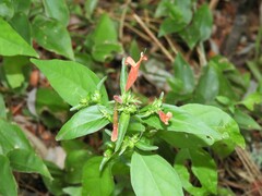 Dicliptera squarrosa