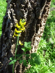 Corydalis micrantha