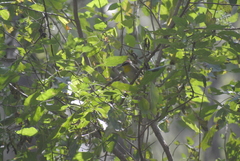 Basileuterus rufifrons