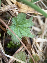 Potentilla canadensis
