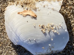 Rexithaerus secta