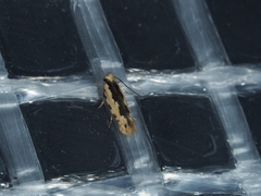 Ardozyga catarrhacta