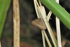 Capronnieria galesus