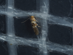Hieromantis ephodophora