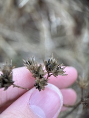 Verbesina occidentalis