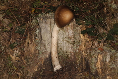 Amanita variicolor