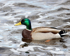 Anas platyrhynchos