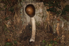 Amanita variicolor