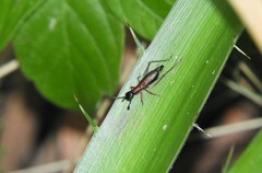 Cranistus colliurides