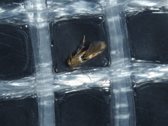 Hieromantis ephodophora