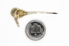 Cynanthus latirostris