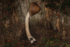 Amanita variicolor