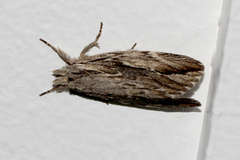 Ecnomodes sagittaria