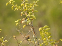Prinia hodgsonii