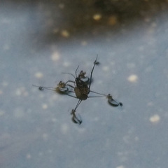 Metrocoris lituratus