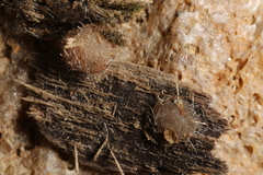 Adelphella babingtonii