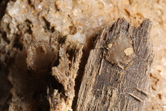 Adelphella babingtonii