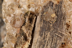 Adelphella babingtonii