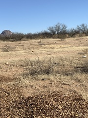 Pyrocephalus rubinus